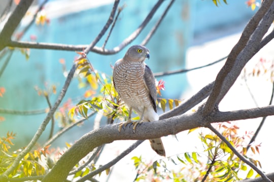 white and gray bird on tree branch during daytime in Indore India