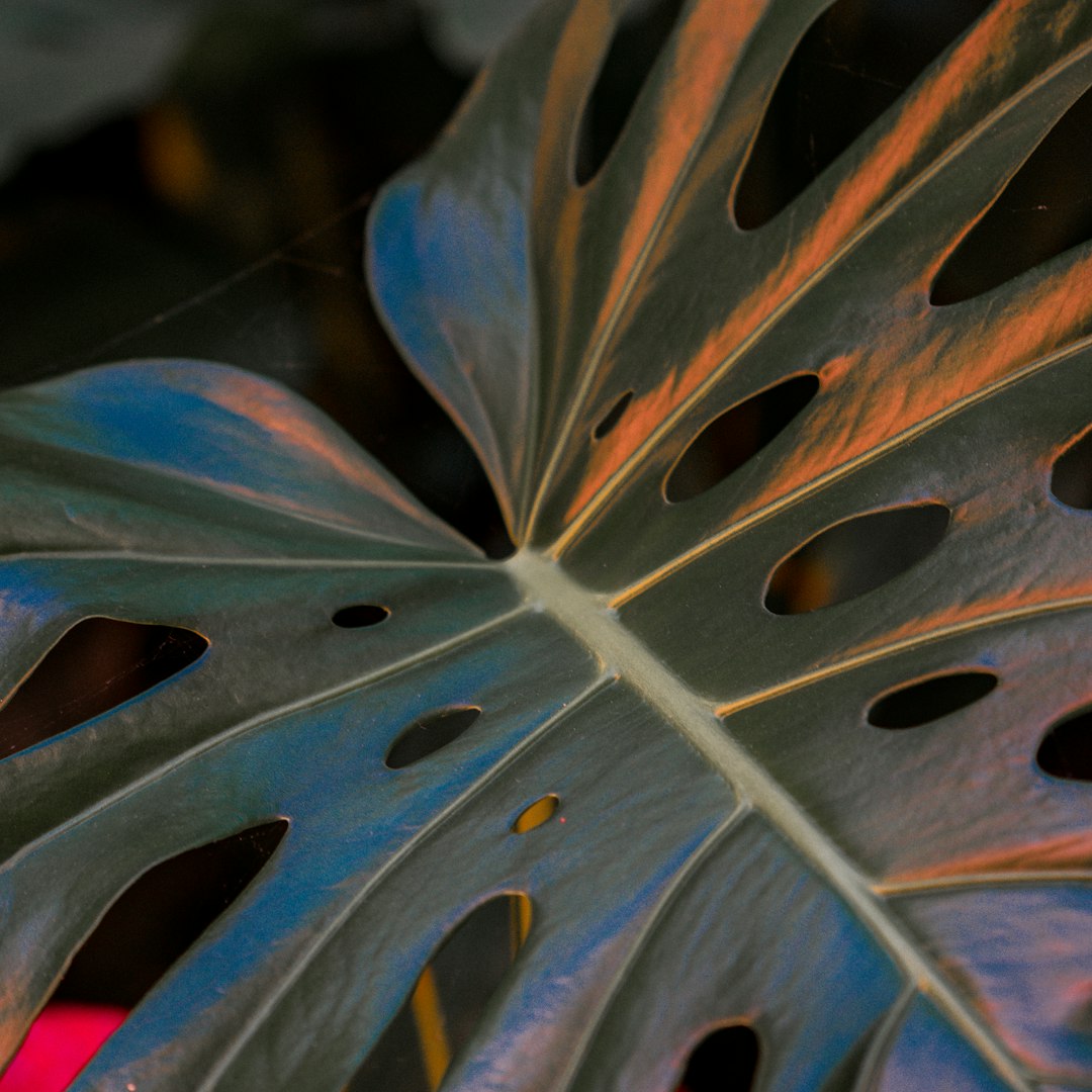 blue and white leaf in close up photography