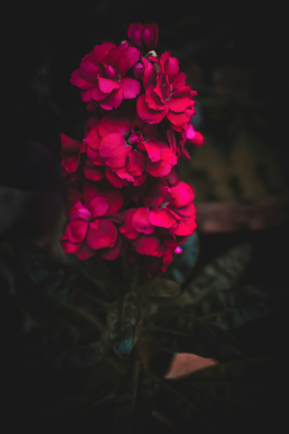 pink flowers in tilt shift lens