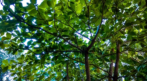 A vibrant photo of Indonesian rainforest canopy showcasing diverse plant species bathed in morning light.