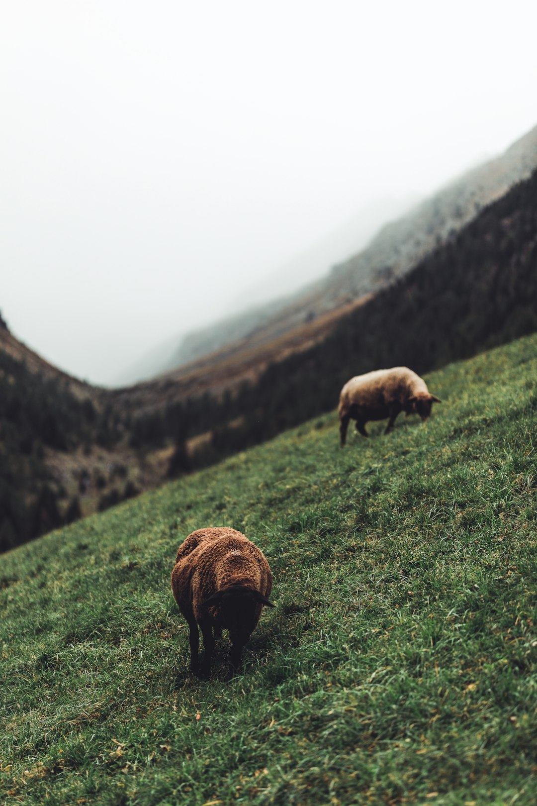 brown cow on green grass field during daytime