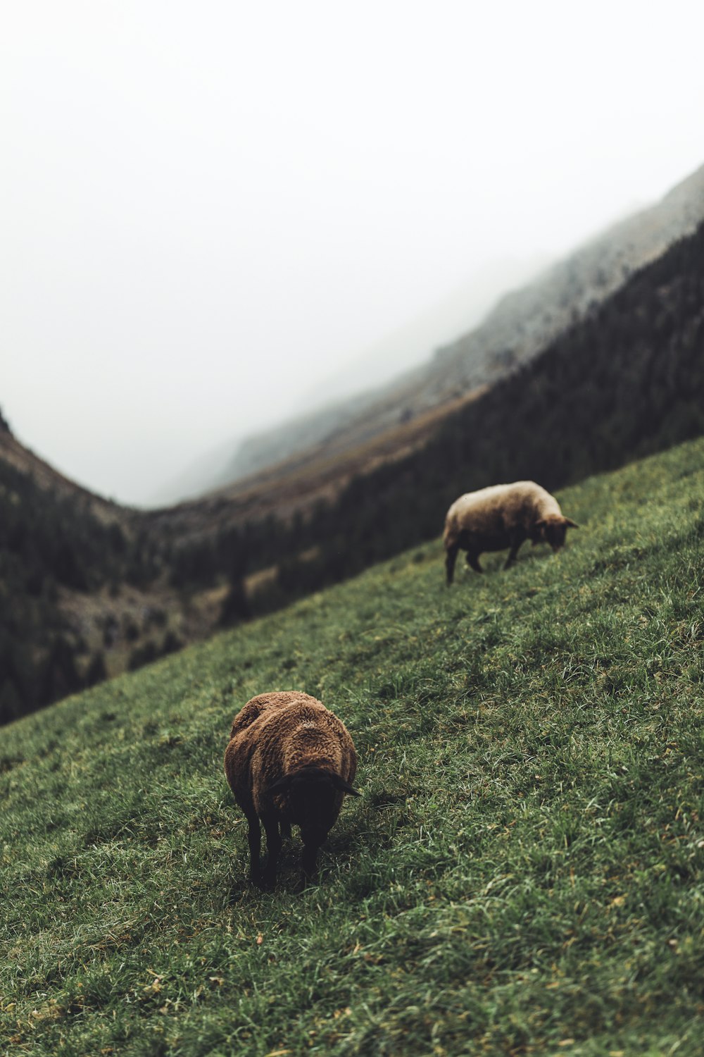 mucca marrone sul campo di erba verde durante il giorno