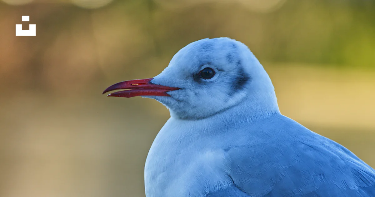 Un dessin d'un oiseau bleu et blanc avec une queue bleue | Vecteur Un dessin d'un oiseau bleu et blanc avec une queue bleue | Vecteur