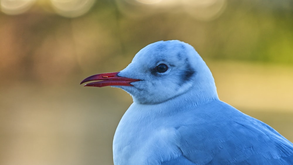 blue and white bird in close up photography