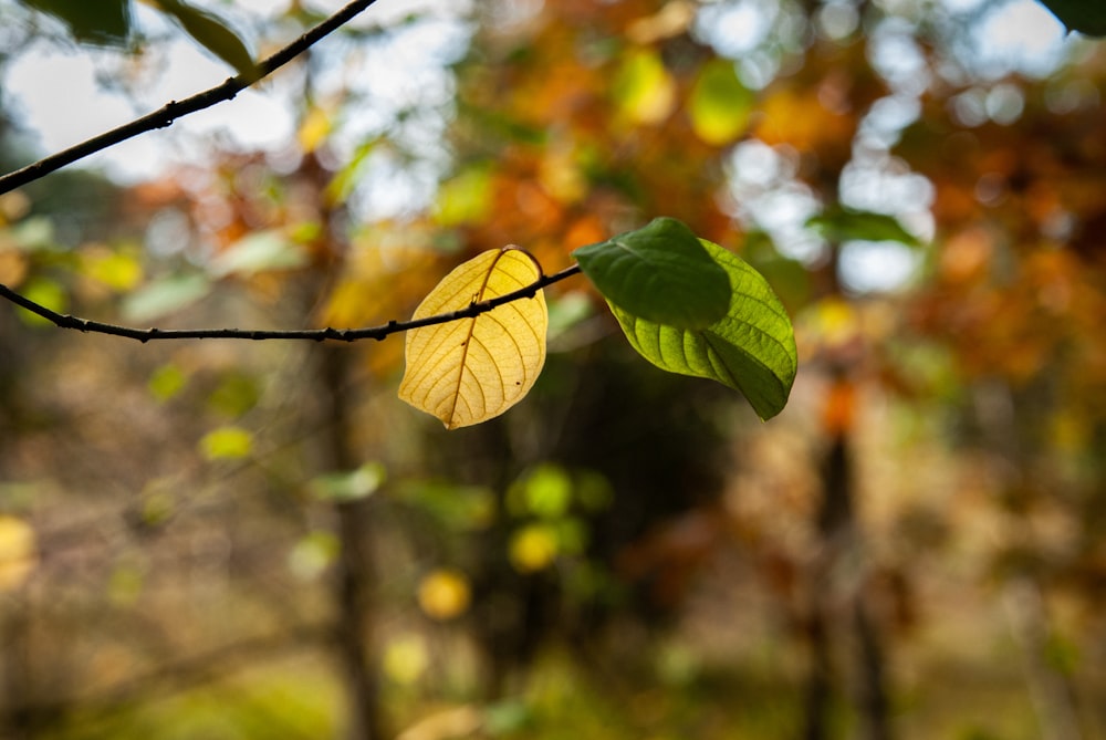 yellow leaf in tilt shift lens