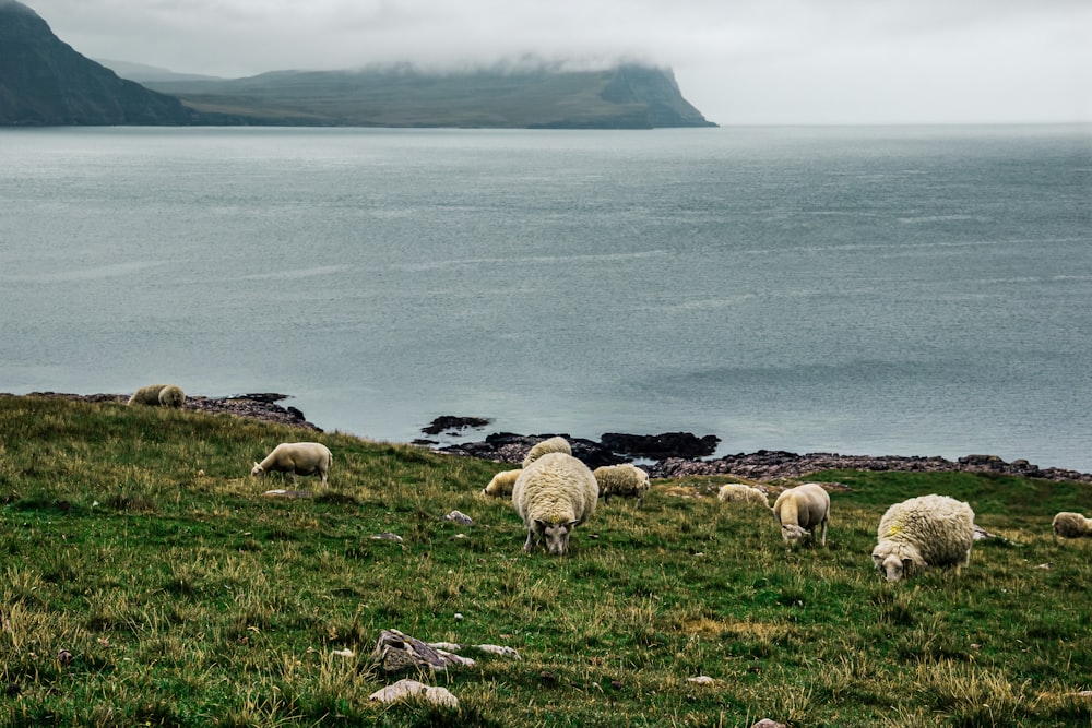 herd of sheep on green grass field near body of water during daytime