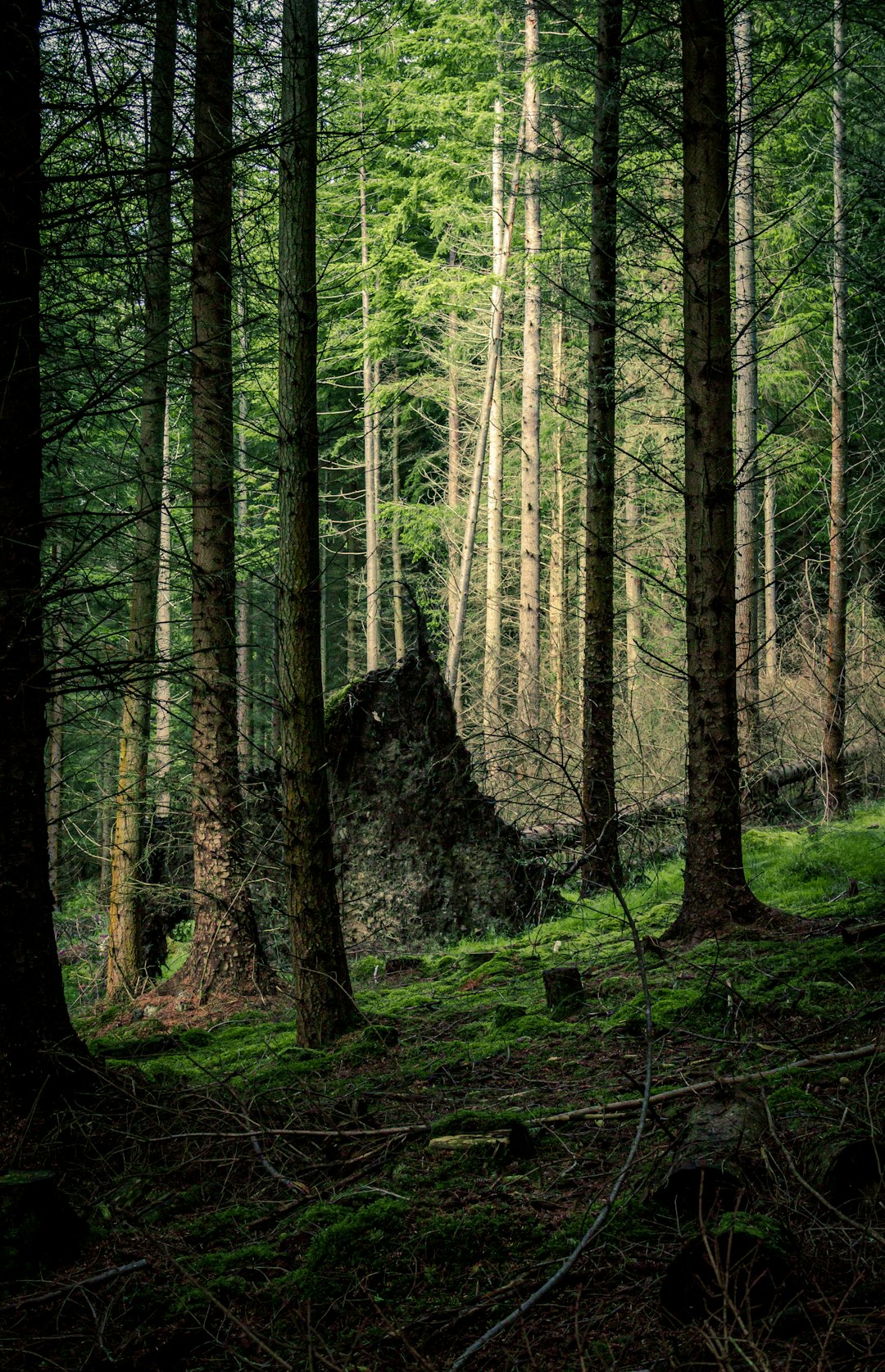 Forest photo spot Loch Ness Ballachulish