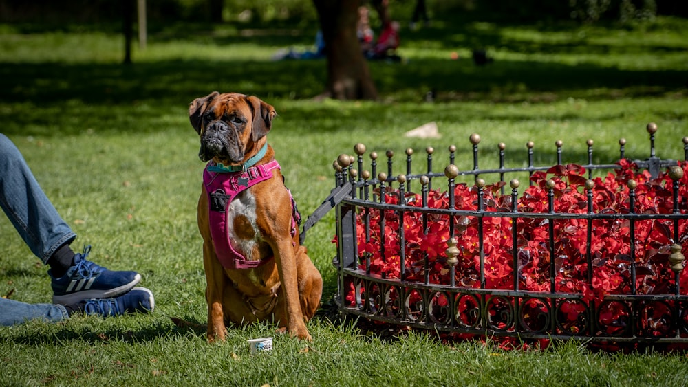 a dog sitting next to a basket of red flowers