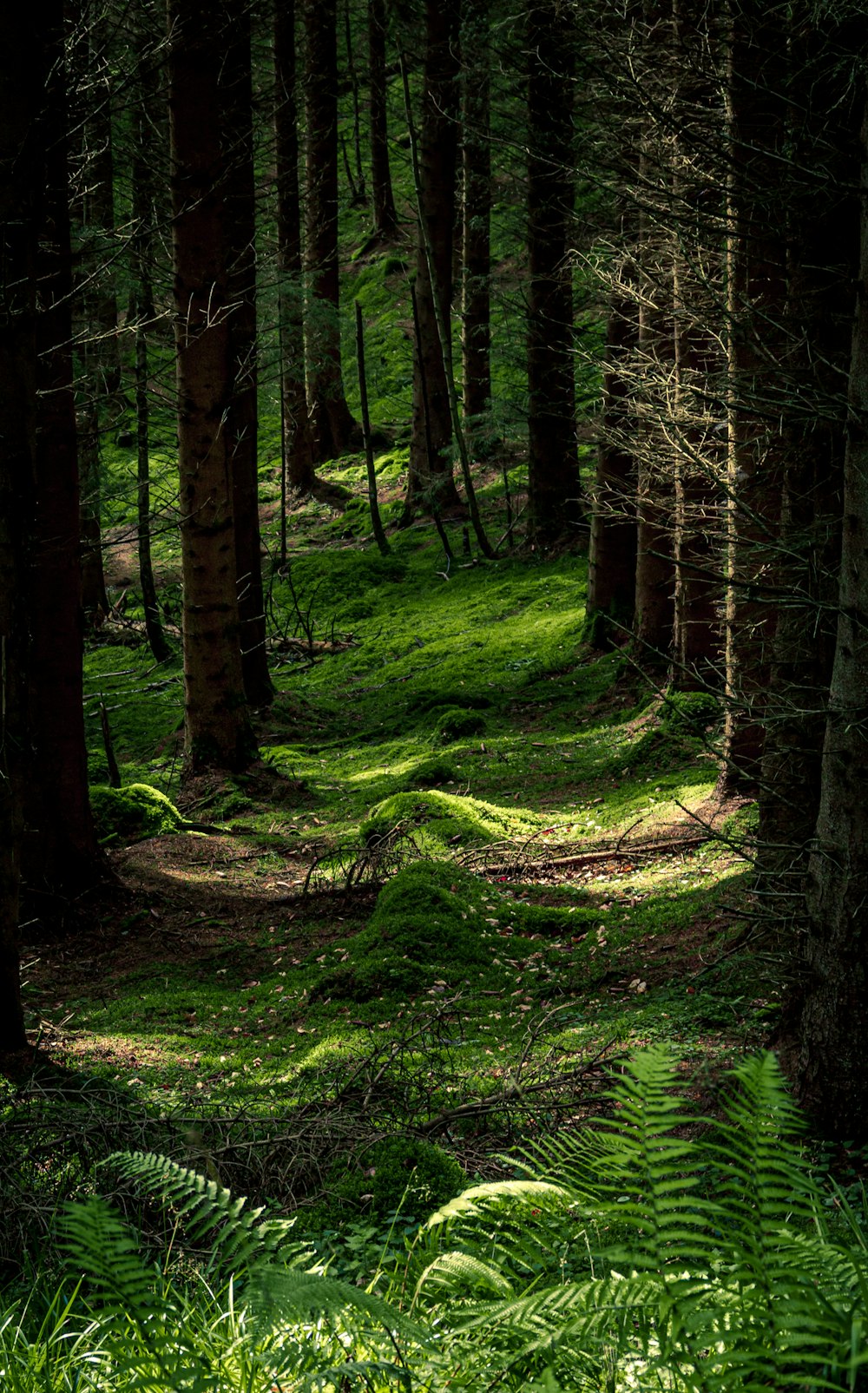 erba verde e alberi durante il giorno