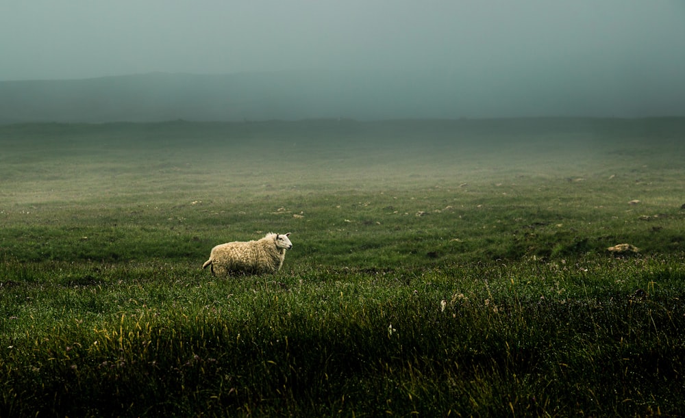 white sheep on green grass field during daytime