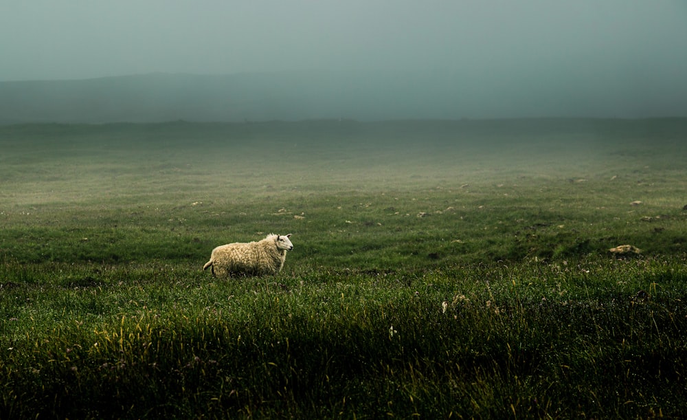 oveja blanca en el campo de hierba verde durante el día