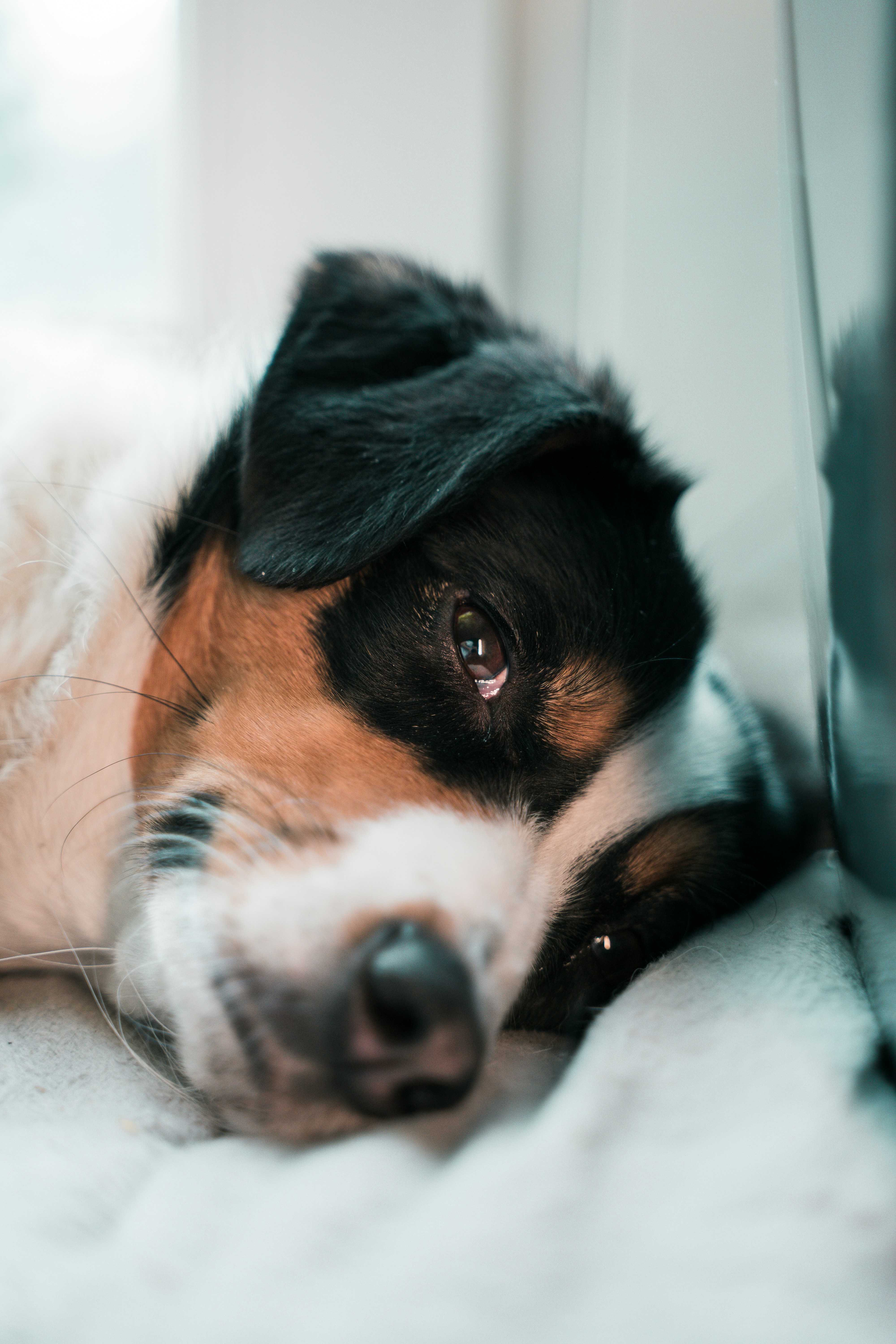 tricolor bernese mountain dog