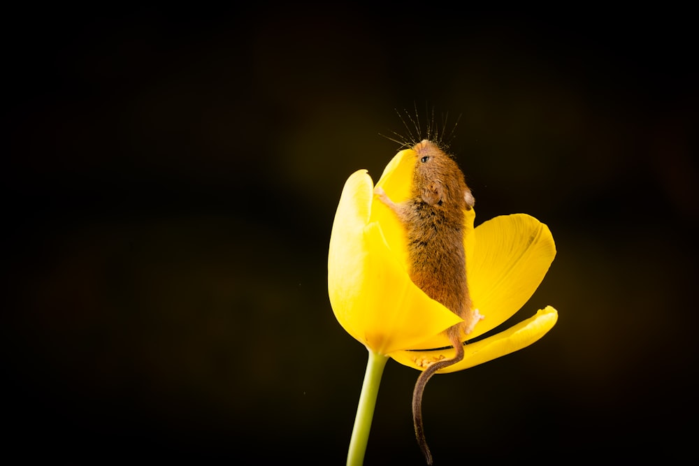 緑の茎を持つ黄色い花