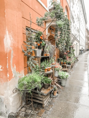 An array of potted plants and flowers is arranged on wooden crates and metal stands outside an orange-walled building. A variety of plants, including ferns and potted tulips, are displayed alongside a small tree with oranges. The setting creates a charming and rustic street-side atmosphere with a wet cobblestone path leading past the building.