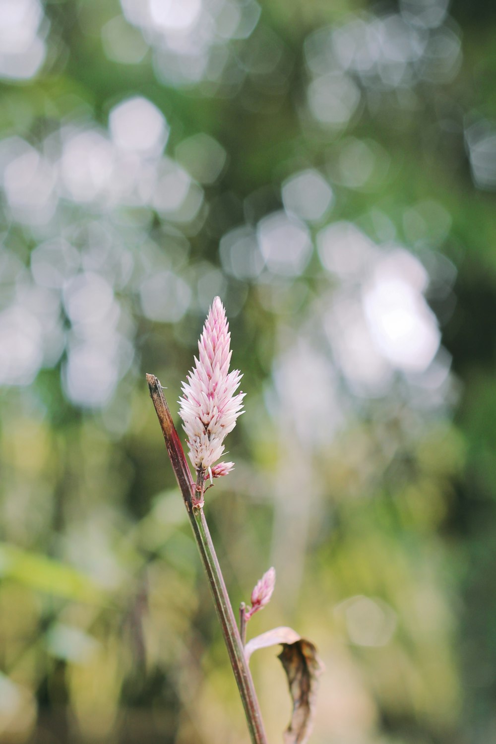 pink flower in tilt shift lens