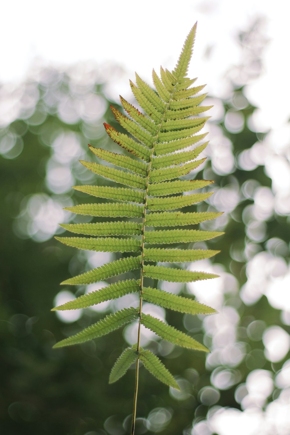 green leaf plant in close up photography