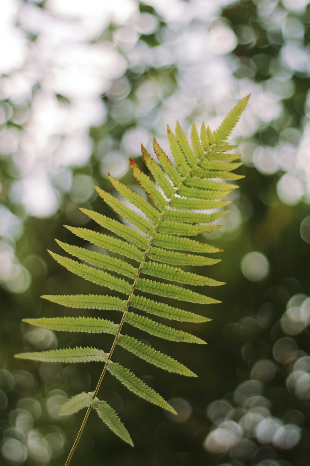 green leaf plant in close up photography