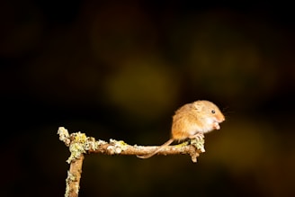 A close-up of a traditional mouse trap set in a rustic environment.