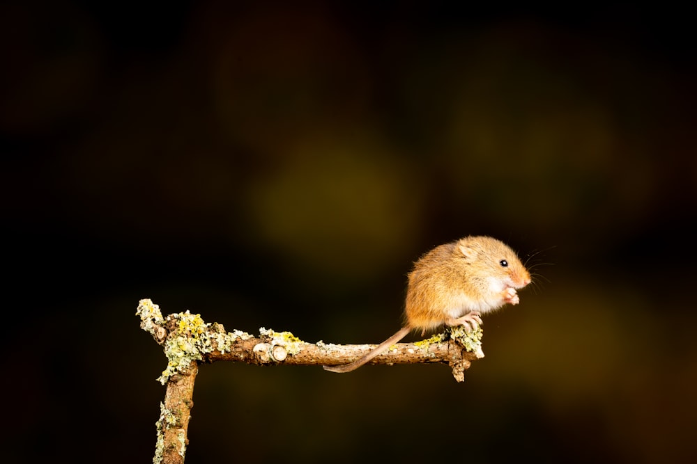 brown chick on brown tree branch