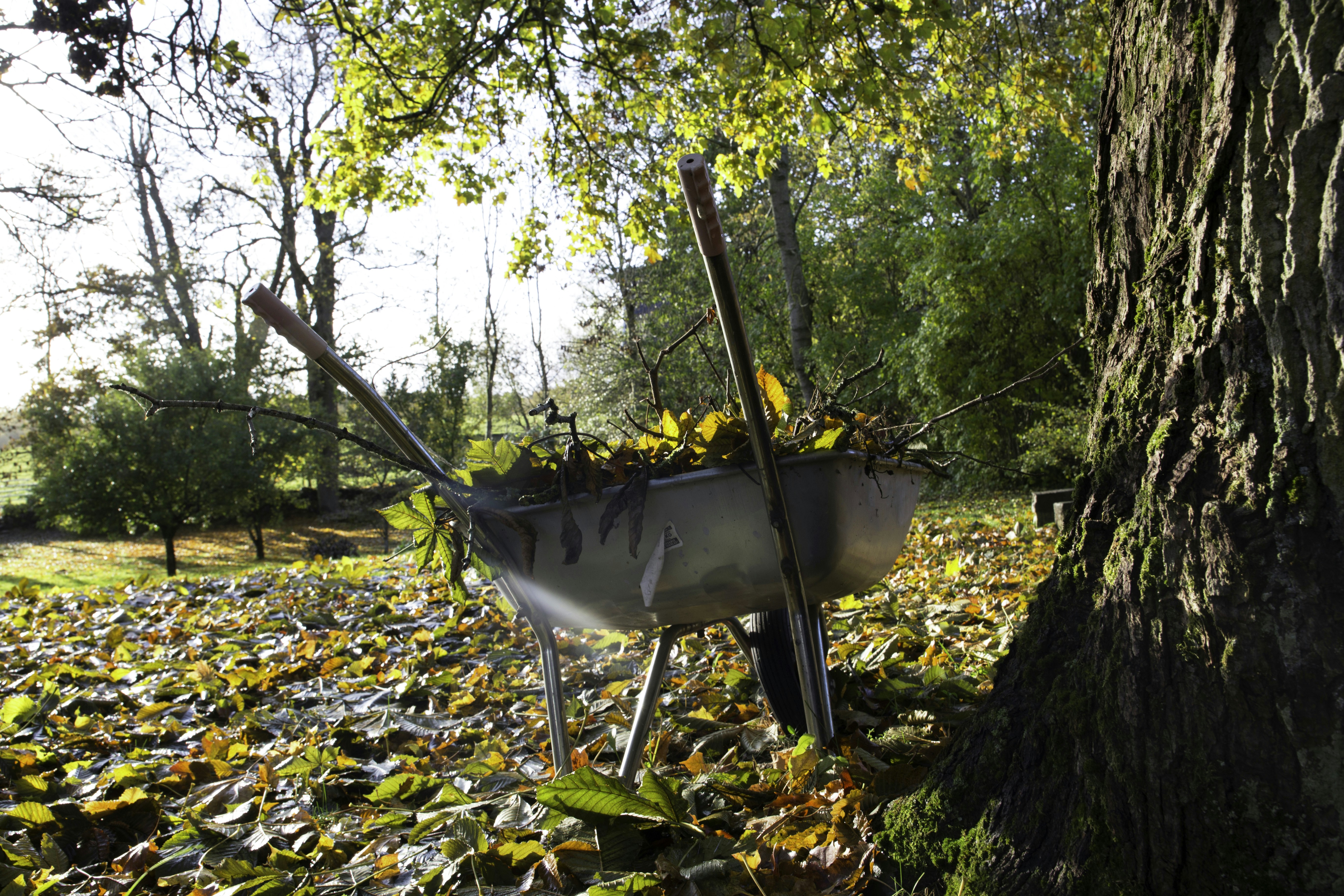 Leaf litter makes excellent garden mulch.