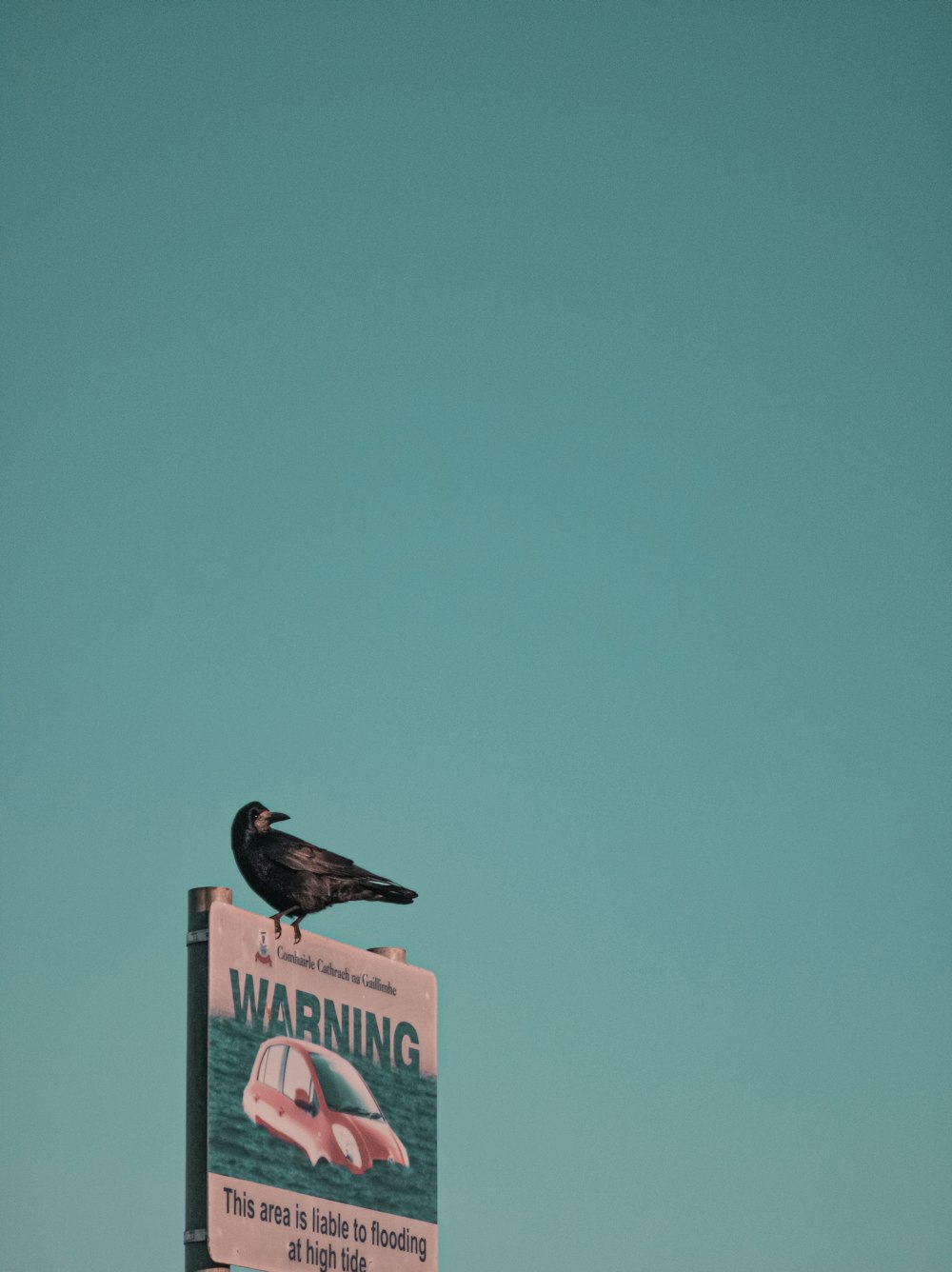 brown bird on red and white no smoking sign