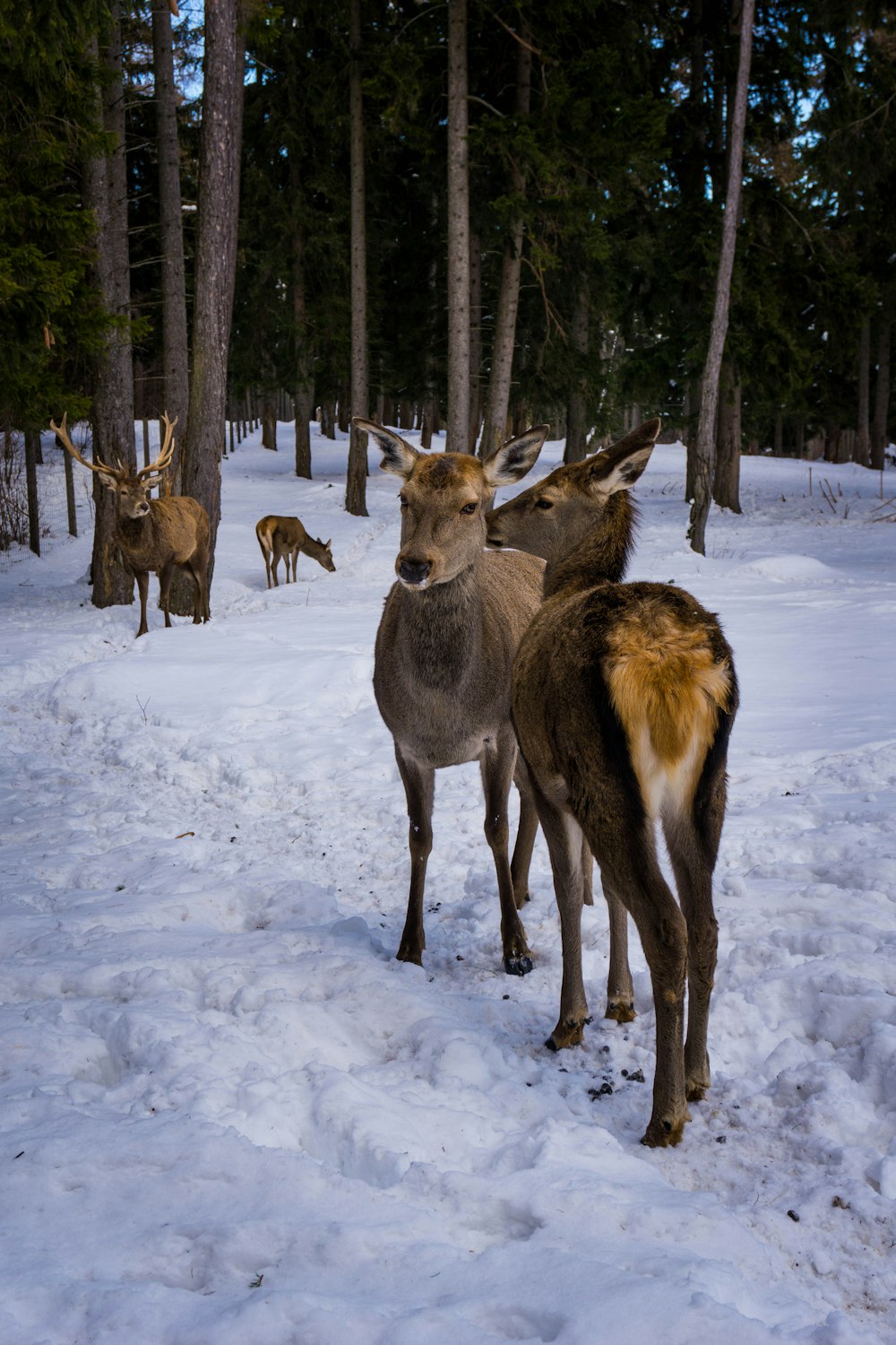herd of deer on snow covered ground during daytime