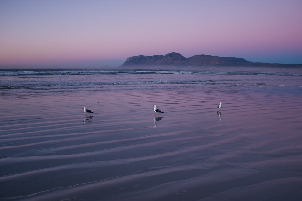 uccelli sulla spiaggia durante il giorno