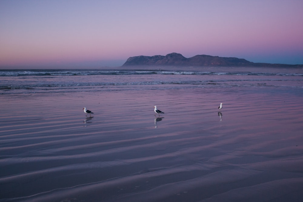 oiseaux sur la plage pendant la journée