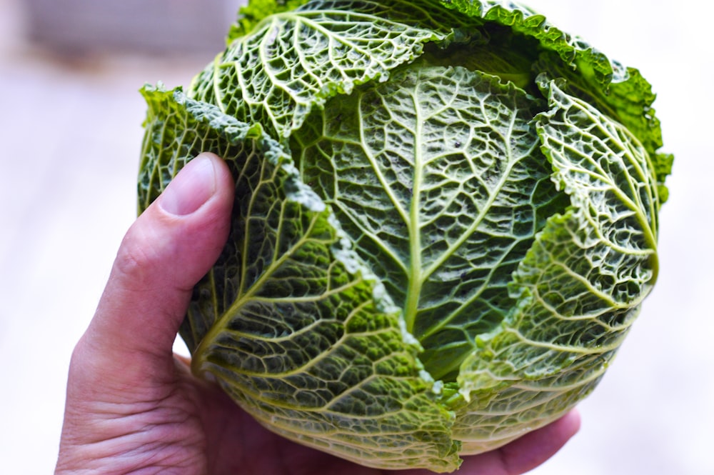 personne tenant un légume-feuille vert