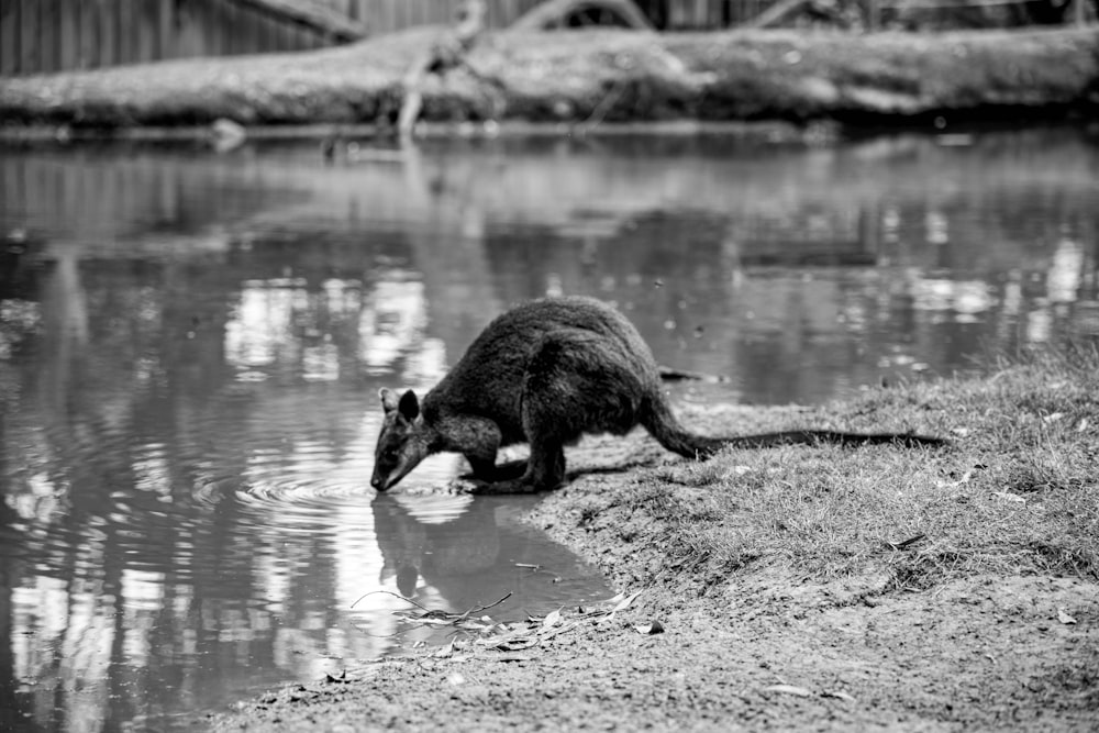 grayscale photo of animal on water