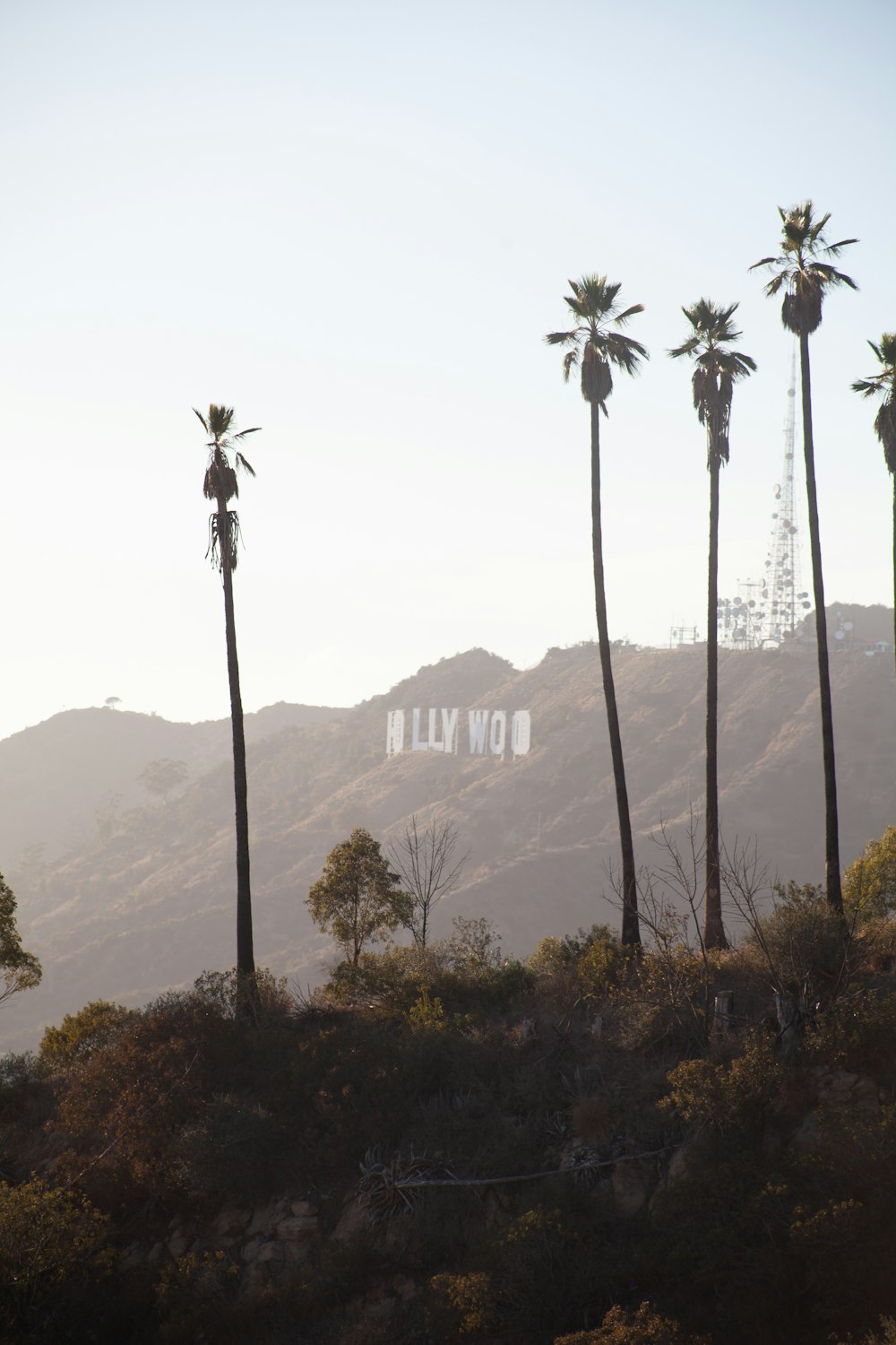 green trees near brown mountain during daytime