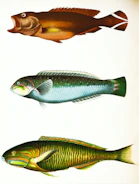 Colorful infographic illustrating the basics of fish genetics and responsible breeding.