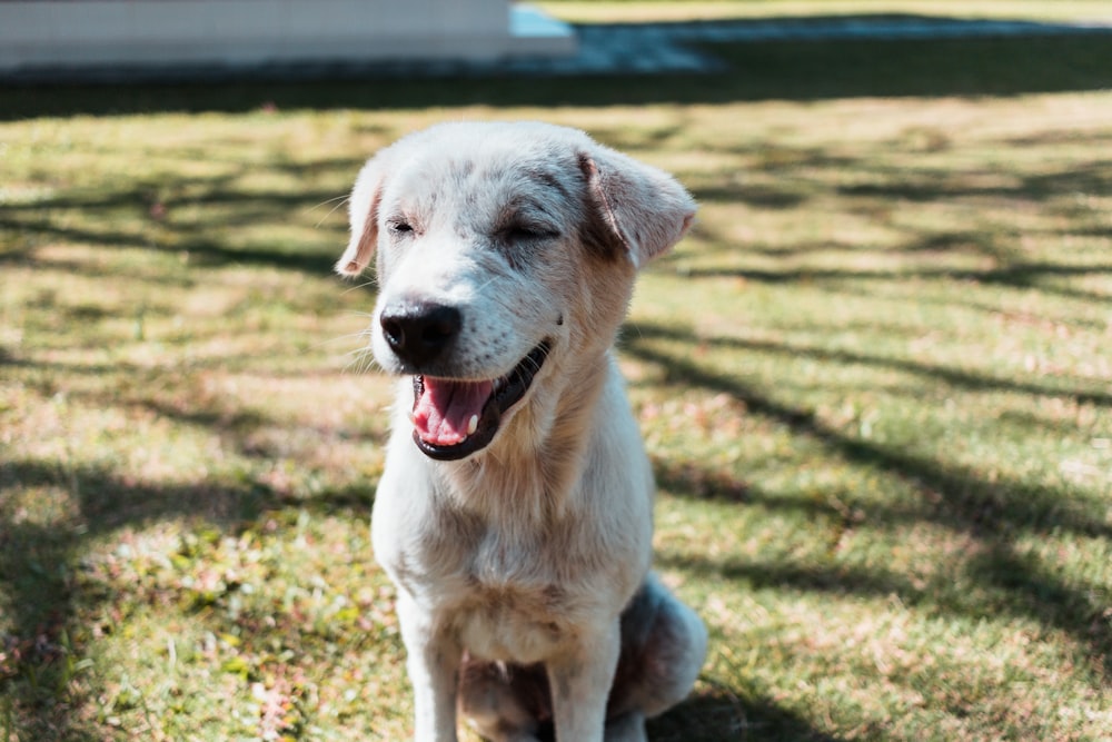 white short coated dog sitting on green grass during daytime