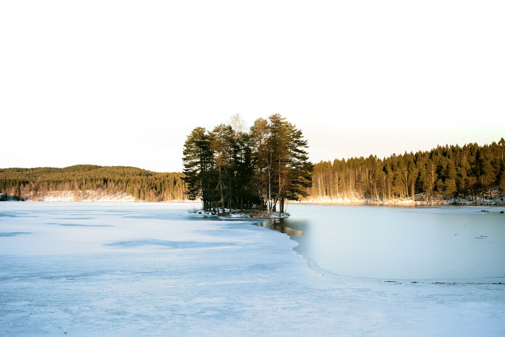 Campo cubierto de nieve y árboles durante el día