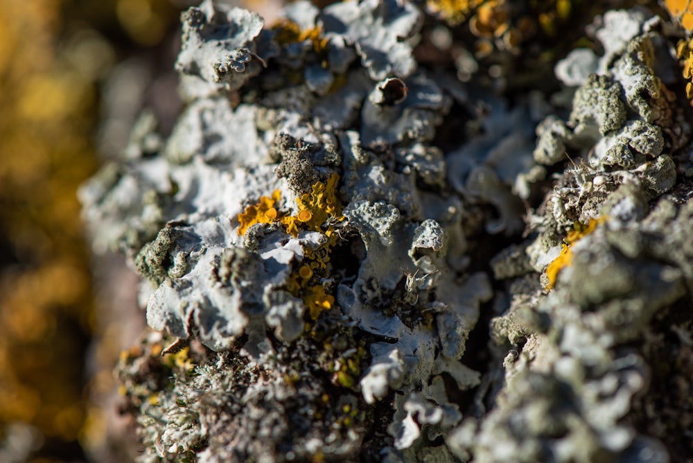 white and yellow flowers in tilt shift lens