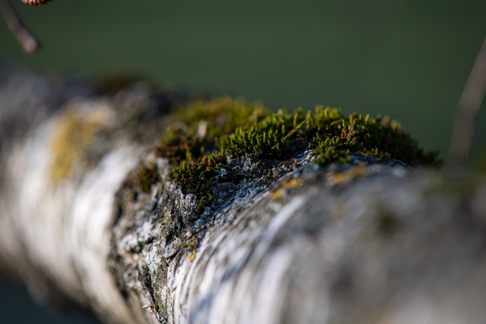 green moss on gray rock