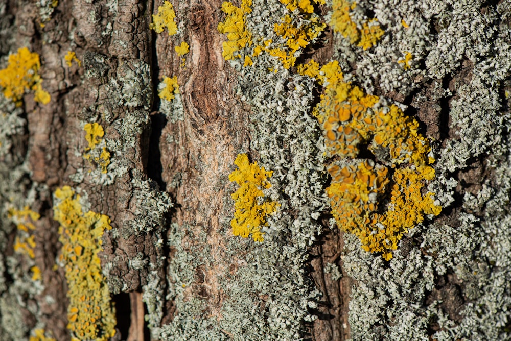 brown and white tree trunk