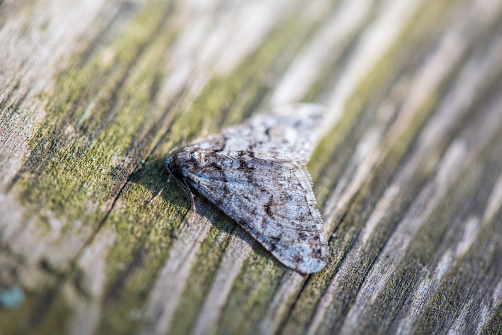 gray and black butterfly on green leaf