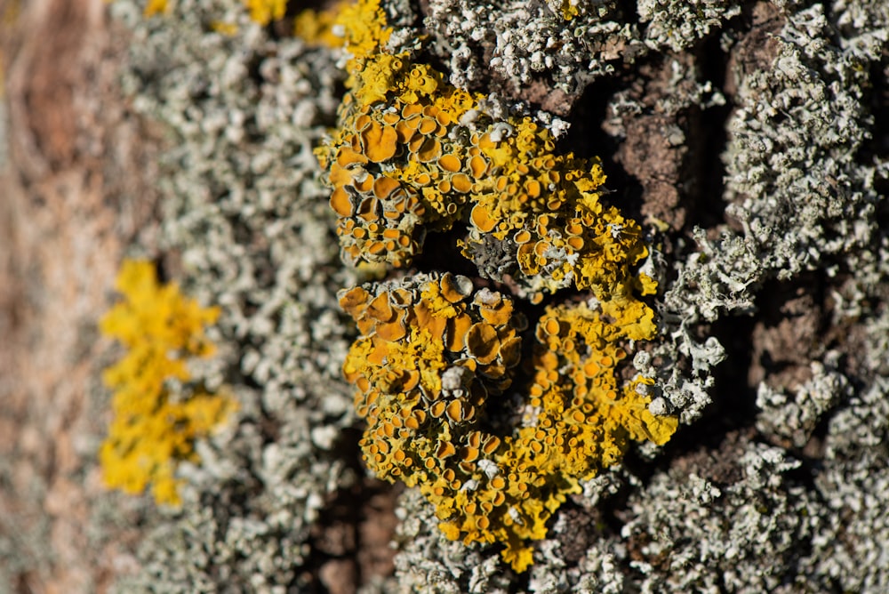 yellow flowers on brown tree trunk