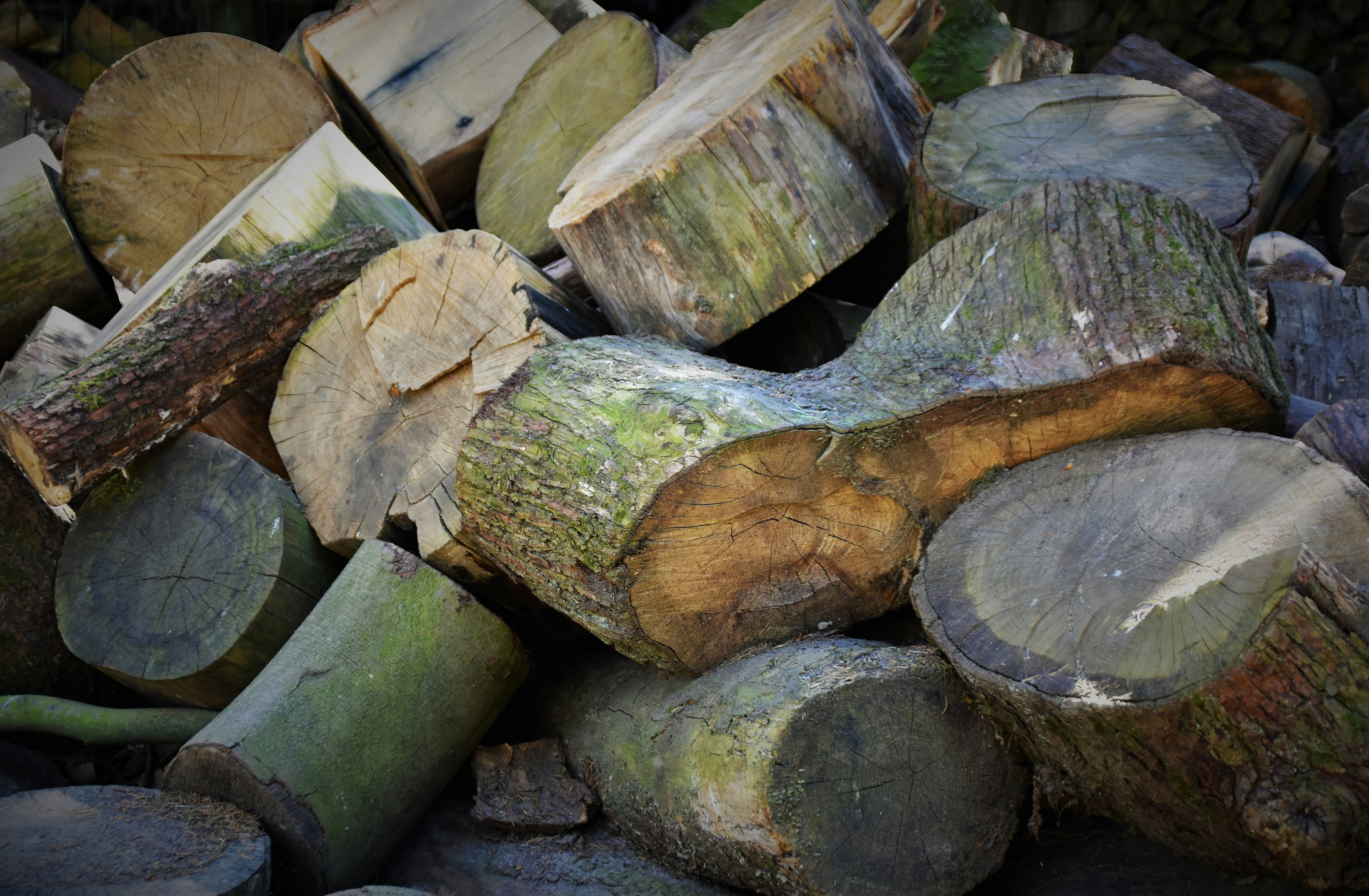 brown and green wood logs