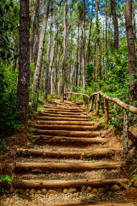 brown wooden stairs in forest during daytime in Yogyakarta Indonesia
