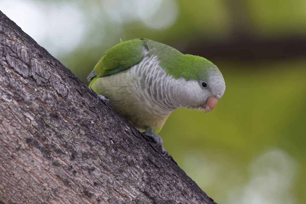 green and white bird on brown tree branch