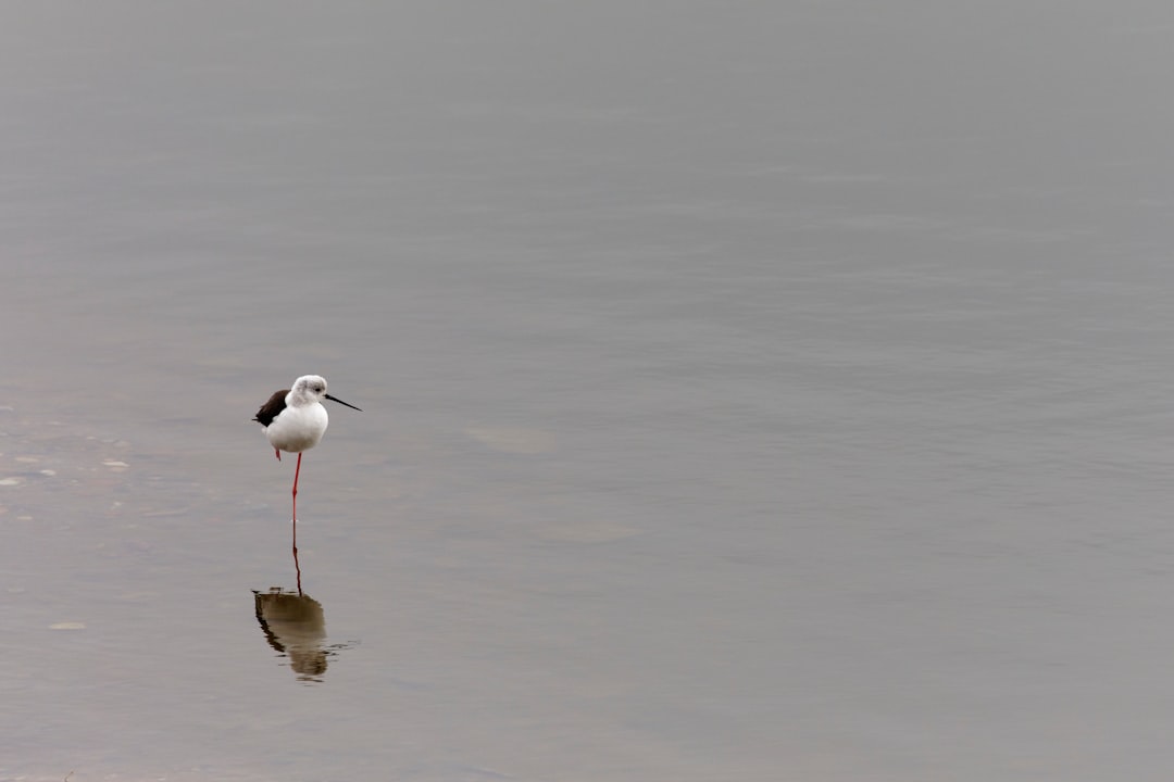 white and black bird on water