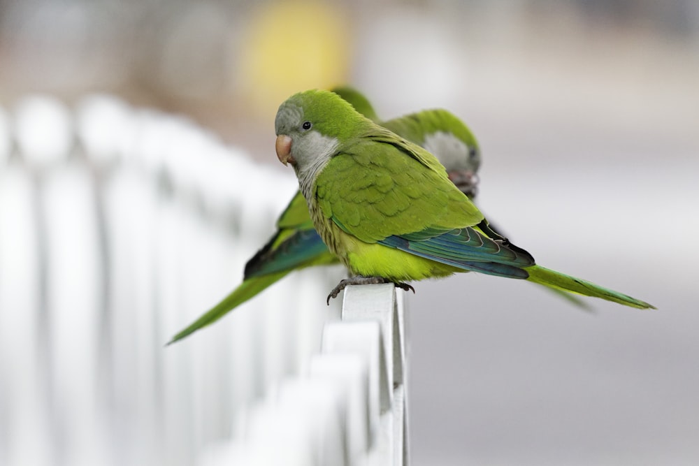 pájaro verde en valla blanca