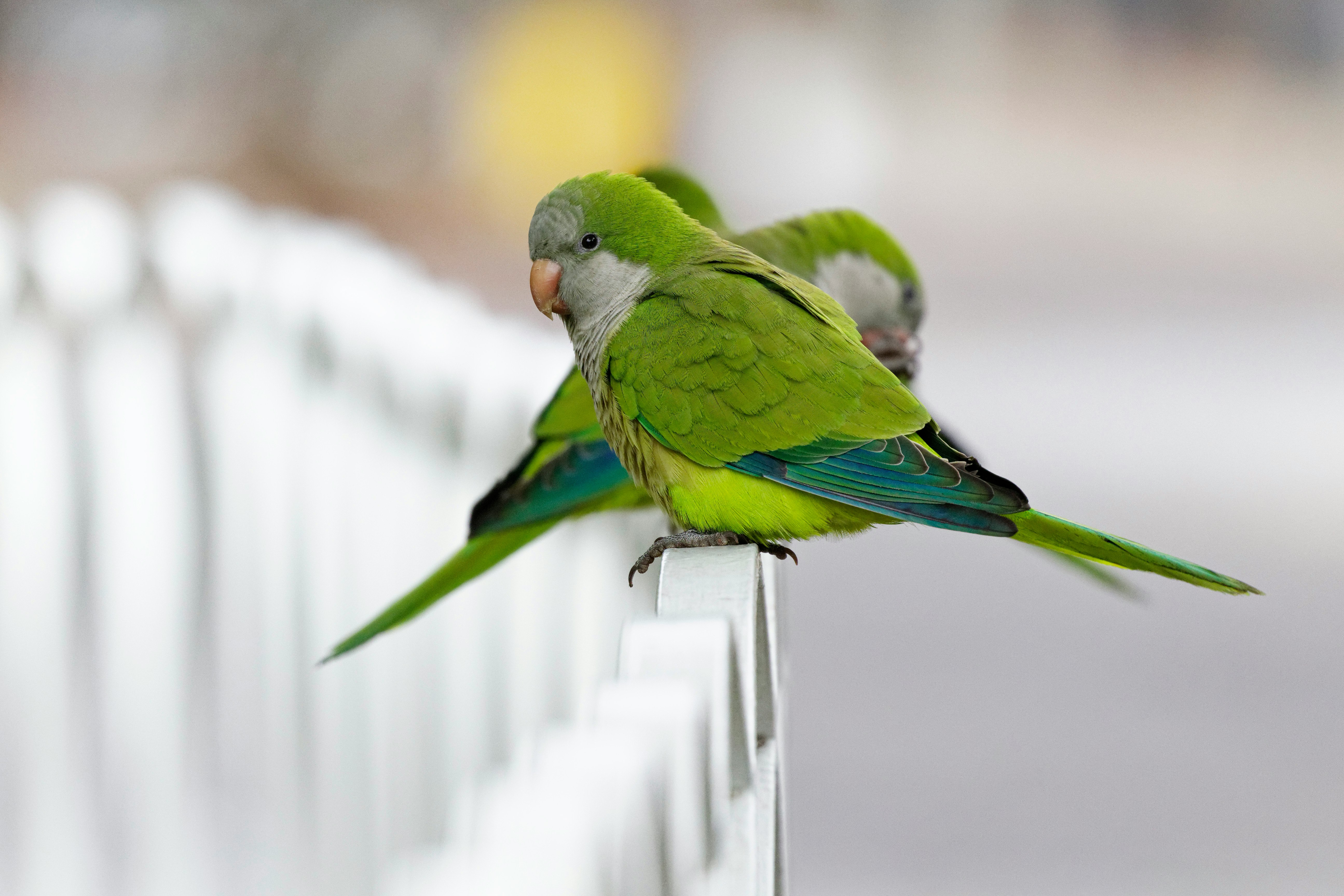 green bird on white fence