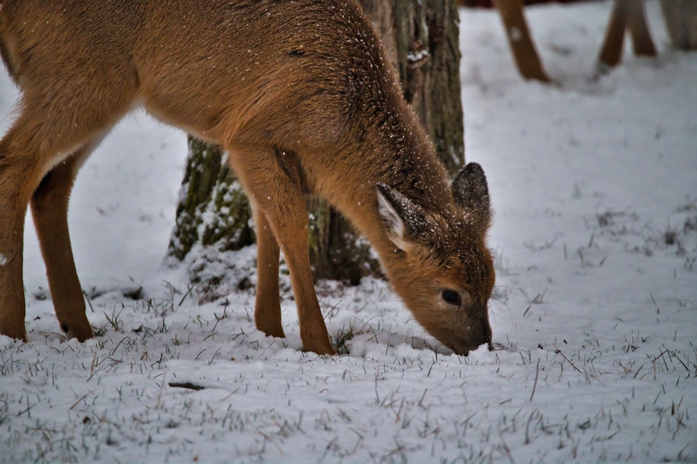 brown deer on snow covered ground during daytime