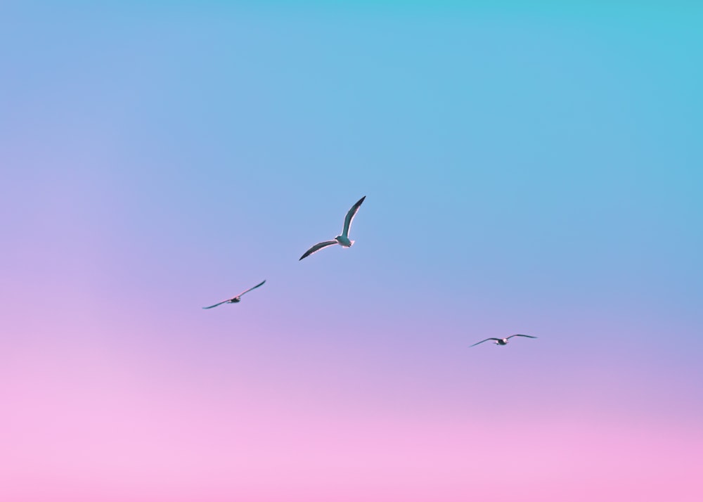 silhouette of birds flying during daytime