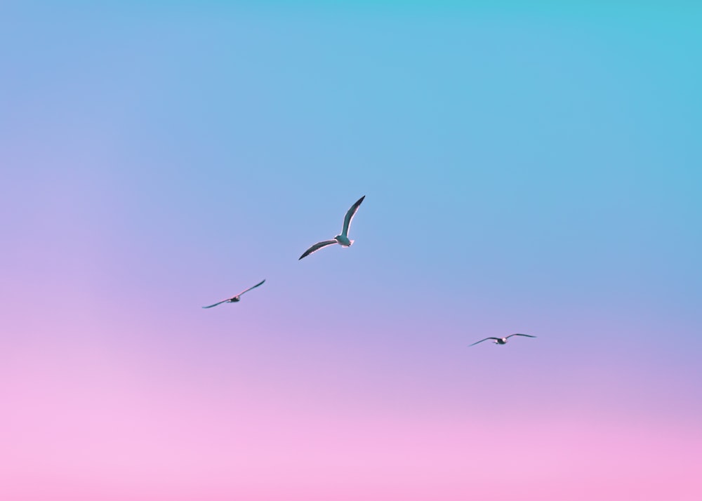 silhouette d’oiseaux volant pendant la journée