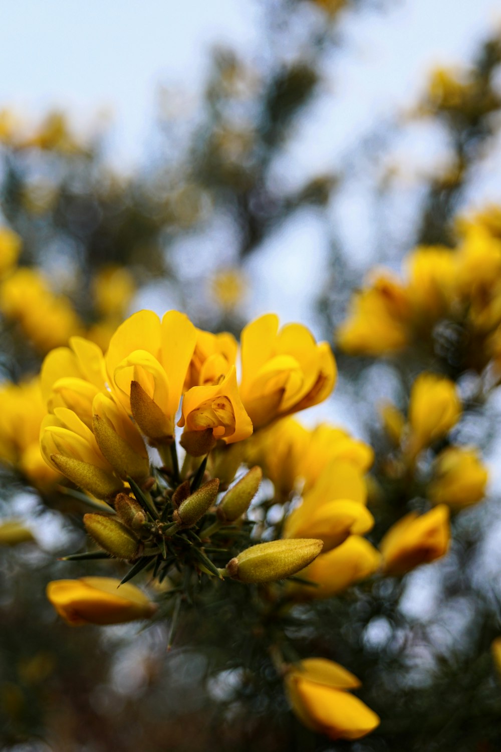 yellow flower in tilt shift lens