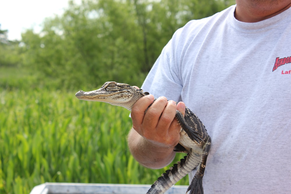 person in white shirt holding brown crocodile